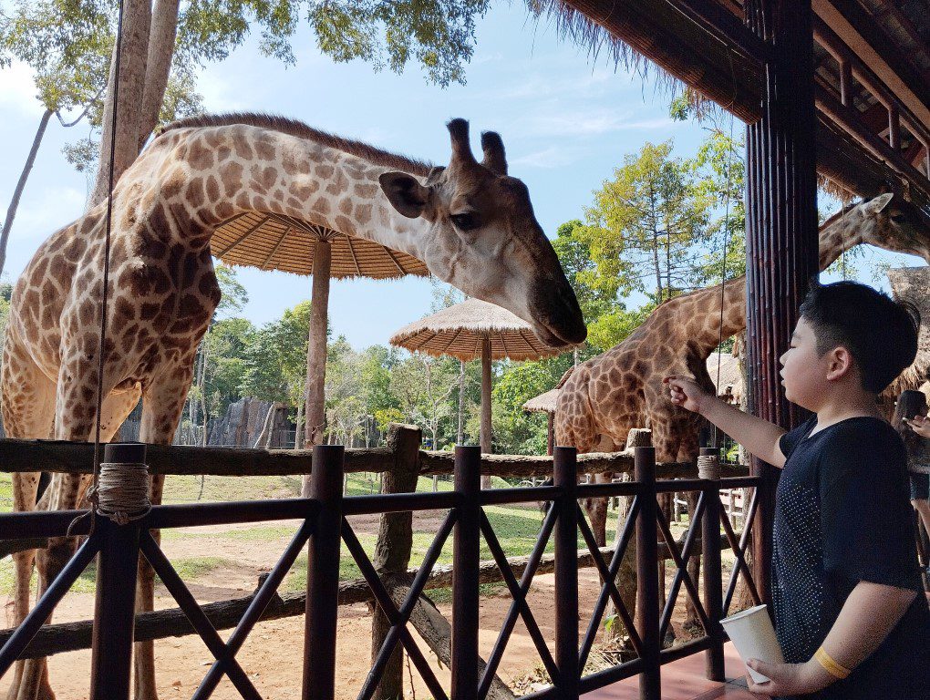 Vinpearl Safari Phu Quoc Giraffe Restaurant Review - Feeding Giraffes (30k VND)