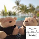 2bearbear at Swimming Pool of Seashells Phu Quoc Hotel & Spa