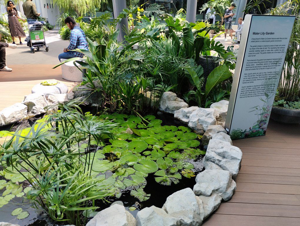 Water Lily Garden at Changi Airport T1 Transit Area