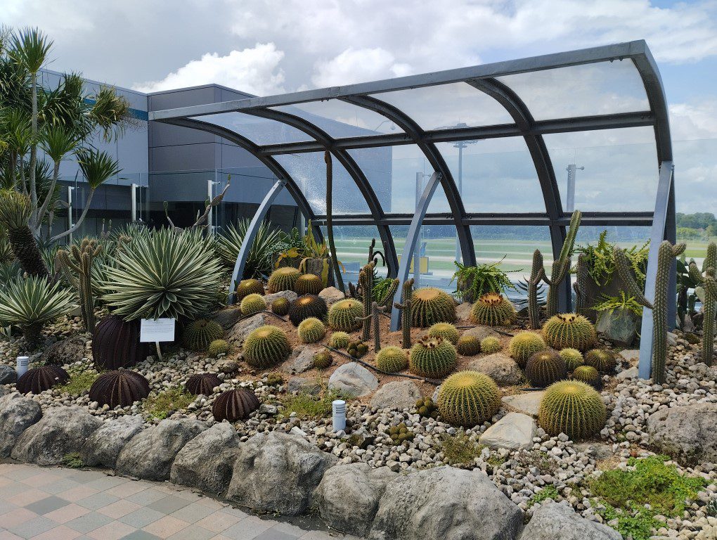 Cactus Garden at Changi Airport T1 Transit Area (Variety of Cacti)