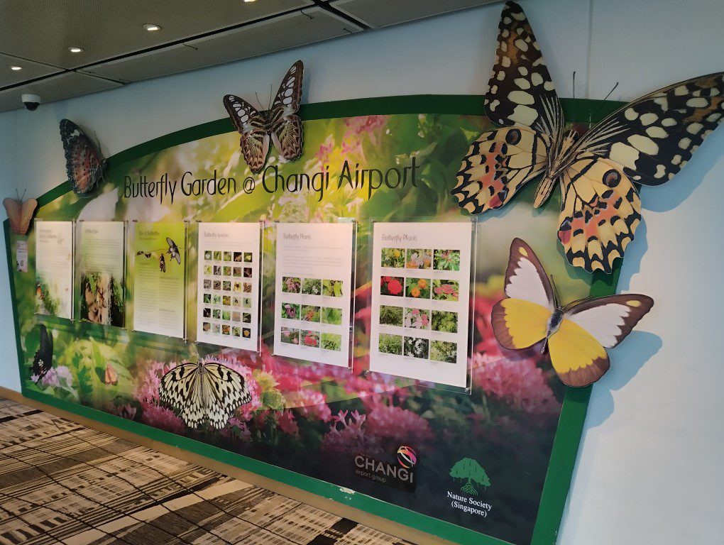 About Butterfly Garden at Changi Airport T3 Transit Area