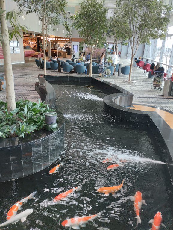 Koi pond at Viewing Mall of Changi Airport Terminal 3 Transit Area