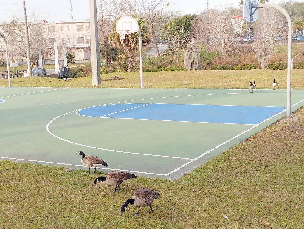 Ducks at the community park and basketball court in Jacksonville