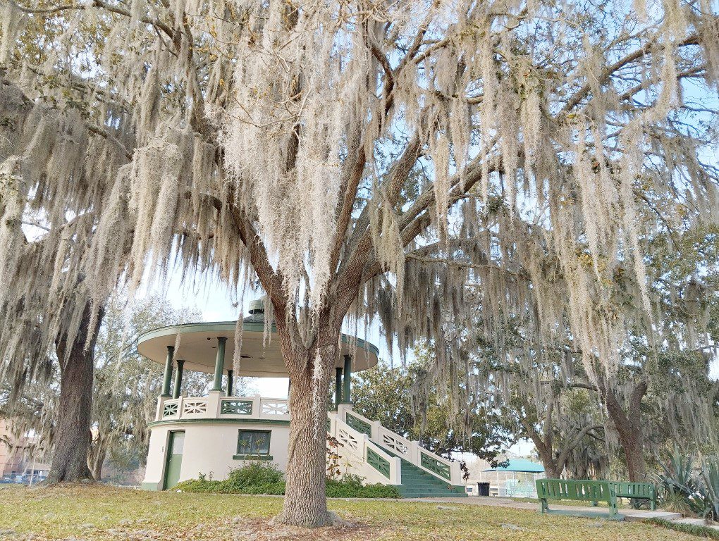 "Spanish Moss" seen enroute - neither "spanish" nor "moss" but an "epiphyte" that takes nutrients from the air