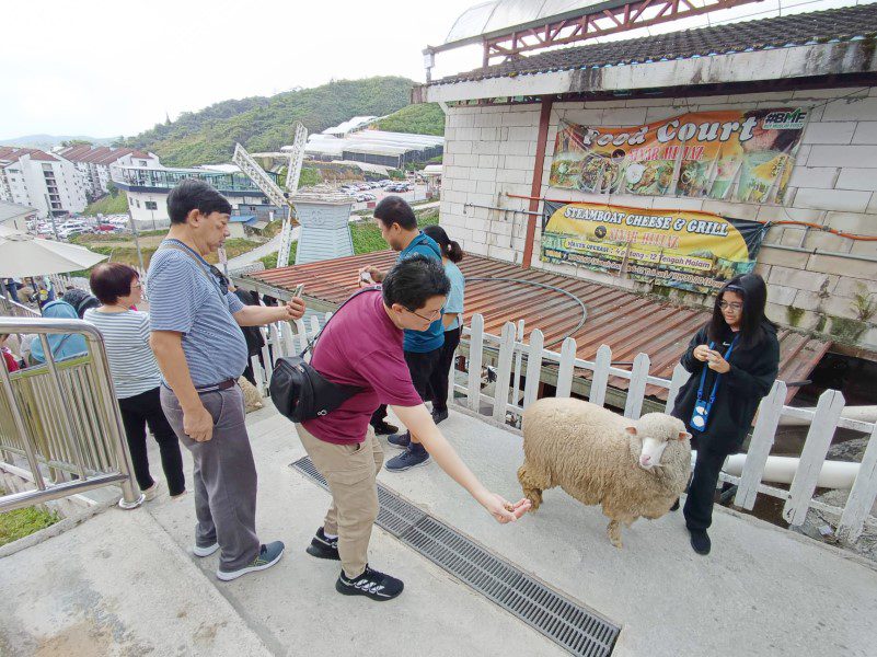 Inside the Sheep Sanctuary Cameron Highland